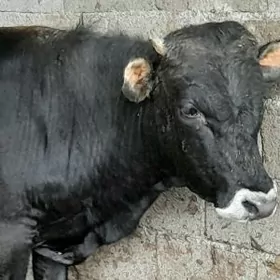 2 ÖKIZ TOHUM MALLAR