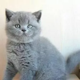 шотландские котята разных окра