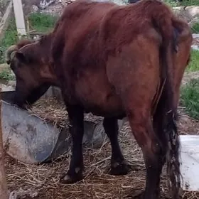 öküz sygyr tuwe 7bas