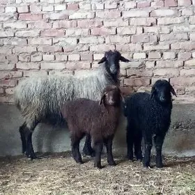 Ekiz Guzuly Goýun Ýaş