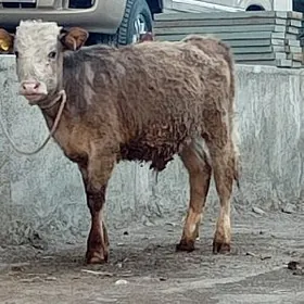 Simental Öküz Göle