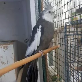 карэллы безщекие