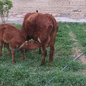 golelisygyr  okizler