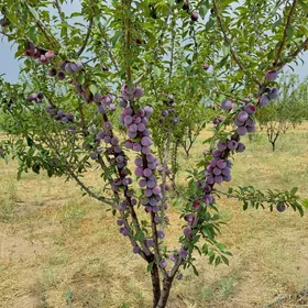 TAYYN BIZNES  miweli baglar