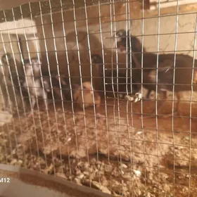 induk juje brama towuk karlyk