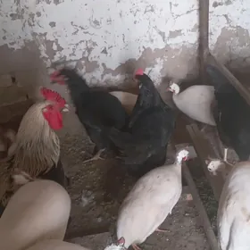 gigant towuk Gara sazada