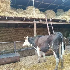 ak kele simental unadjyn