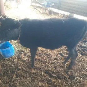 okuzce 1 yasap gecen