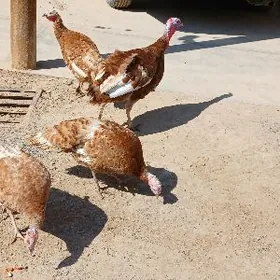 INDUKLAR OWGAN PARODA