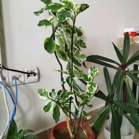 Домашние цветы