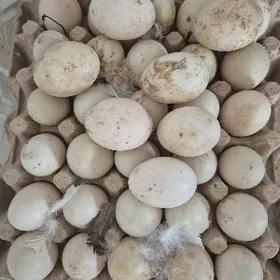 indawutga ordek yumurtgast