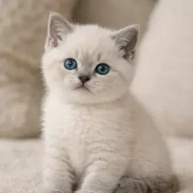 шотландский котенок,колор поин