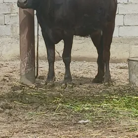 GYSYR GIBRIT TUWE 3 YAS