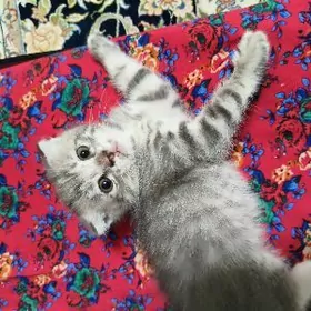 pisik вислоухая