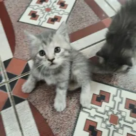 pisik добрые руки