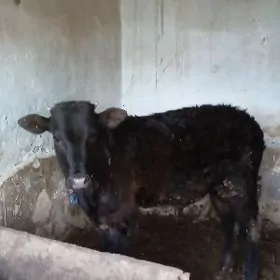 окузче пародыны