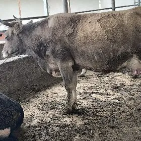 голели сыгырлар то