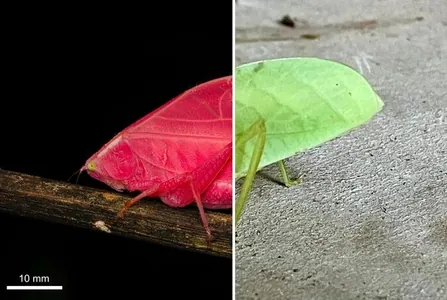 Gülgüne reňkli ýaprak çekirtge bolup çykdy: Panamanyň jeňňellerinde duş gelýän adaty bolmadyk kamuflýaž