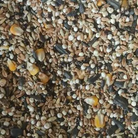 Kepderi Taşkent üçin iým