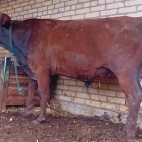 Baklyk öküzler 2sany.