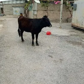 Şwes Tuwe.(Yaş 2).