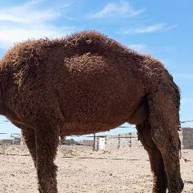 duye koskli 4 ji botlan