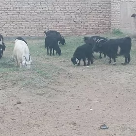 Owlakly gecii we tekeler