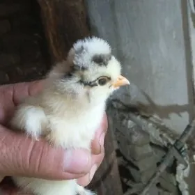 бройлар жуже