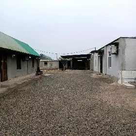 Bagyr Mirewe 10 sotuk 5 kom