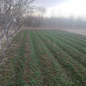 Klupnika yashigi 20 manat