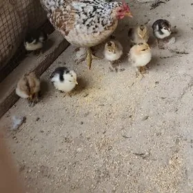 Karlik 7juyjesi bilen