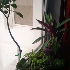 Домашние цветы