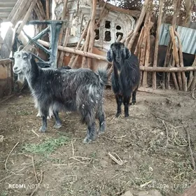 овлаклы гечи ве богаз гечи