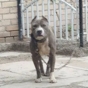 Pitbull. Питбуль