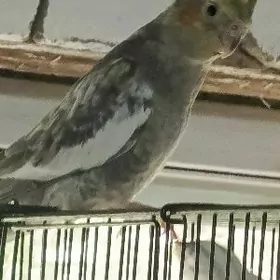 попугаи КОРЕЛА