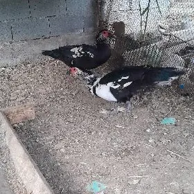 2sem erkek 2si 600 mnt