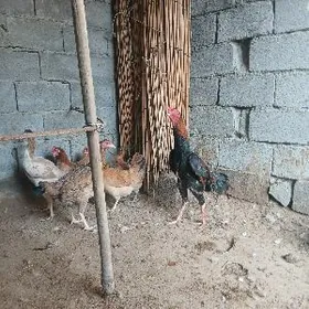 TÄṢGENT HORAZ MAKI