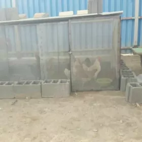 towuklar ketegi bilen