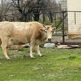 SVES GOLELI SYGYRLAR