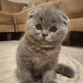 вислоухие котята