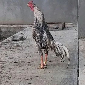 Taşkent juyje o şamo