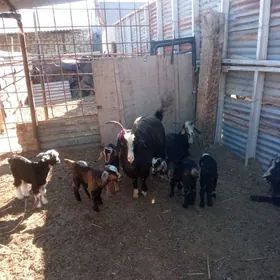 эскиз овлаклы гечилер