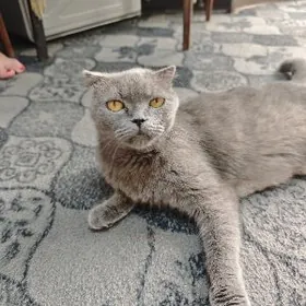 продам кошку