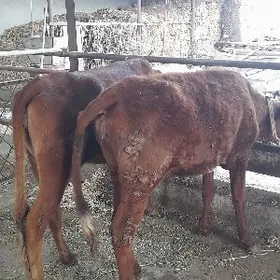 унажын билен Сыгыр