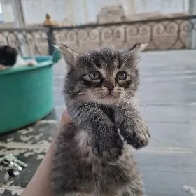 КОТЯТА PİŞIKLER