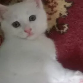 в добрые  руки