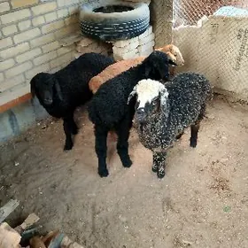 гисар гузылар