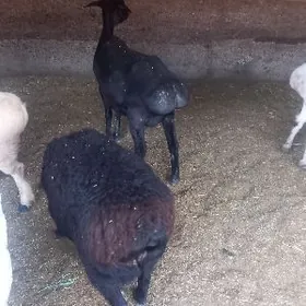 Guzuly gisar goyunlar