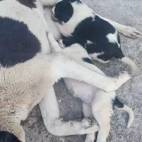 щенки Алабая бесплатно