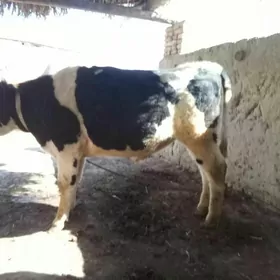 galiştin paroda öküz